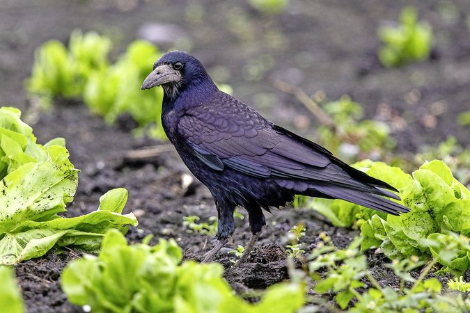 60% des colonies de corbeaux freux sont urbaines, mais elles parcourent jusqu’à 10 km par jour pour rejoindre la campagne où elles se nourrissent de céréales, de plantons de salades et d’invertébrés.  © Alessandro Staehli