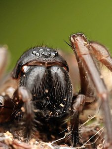 Araignées de chez nous: la Coelotes