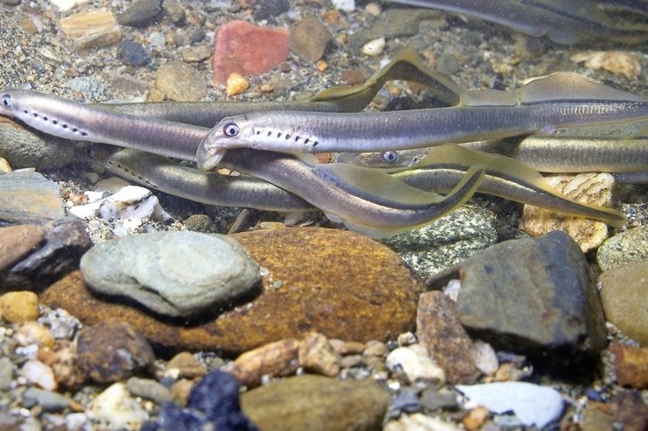 La lamproie de Planer vit dans les rivières aux eaux froides et peu polluées.  © Adobe Stock