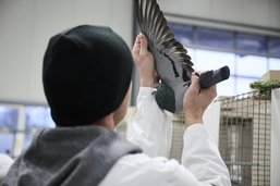 Pigeons exposés: des plumes et du muscle à Romont