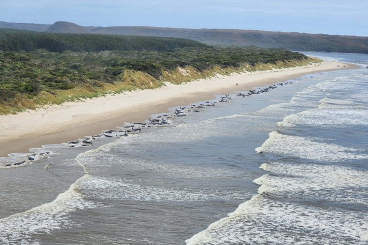 L'île Macquarie se trouve à 1500 km au sud-est de la Tasmanie. © KEYSTONE/EPA TASMANIAN GOVERNMENT VIA AAP/TASMANIAN