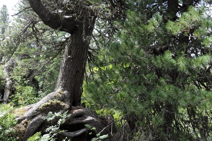 Nature: Pro Natura veut libérer les forêts fribourgeoises
