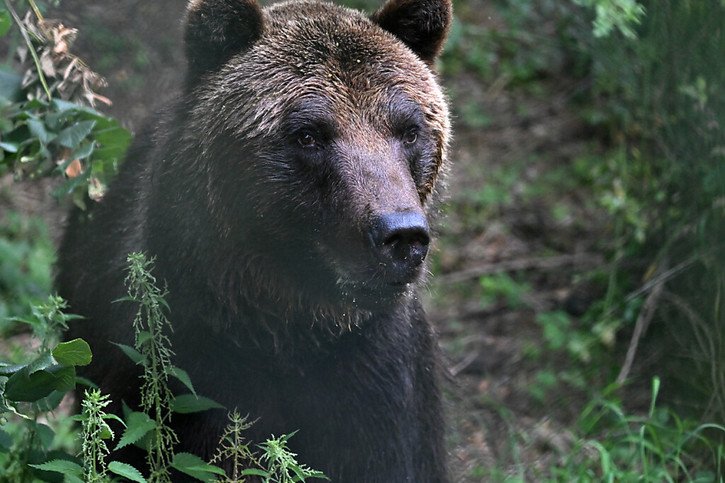 La victime mordue au bras par un ours est un homme de 64 ans qui vit dans le Parc des lacs de Plitvice (photo d'illustration). © KEYSTONE/DPA/MARTIN SCHUTT