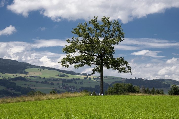 Lieux mystiques (3/7): A Echarlens, un chêne où il fait bon se ressourcer