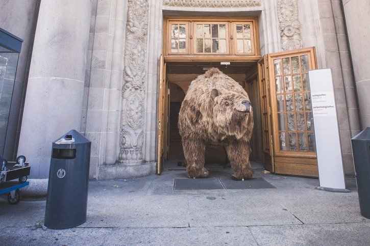 Une page s’est tournée, Meggie a quitté le Musée d’histoire naturelle de l’Université de Zurich en 2018. © MHN Zurich